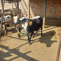 گاو با گوساله|حیوانات مزرعه|گرگان, |دیوار