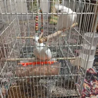 پرنده فروشی