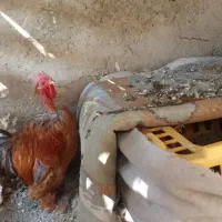 سرگرمی فراغت حیوانات