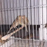 قناری|پرنده|تبریز, |دیوار