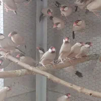 فروش ۴۰جفت فنج نرگسی شکلاتی|پرنده|ری, صالح آباد جنوبی (باغ رضوان)|دیوار