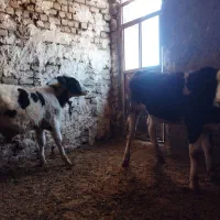 ۳راس گوساله نر جنس عالی|حیوانات مزرعه|الیگودرز, |دیوار