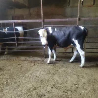 گوساله نرسمینتال|حیوانات مزرعه|بروجرد, |دیوار