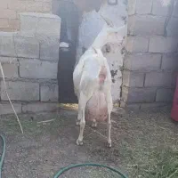 شیر بز سانن