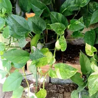 گل و گیاه|گل و گیاه طبیعی|قائم‌شهر, |دیوار