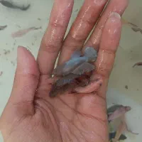 فایتر ماده تکی و عمده همه رنگ