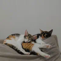 واگذاری رایگان