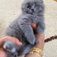 بچه گربه ها با تحویل حضوری در اهواز