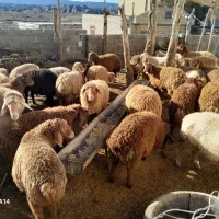 سلام دوستان بره فروشی