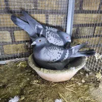 جفت پلاکی سرعتی