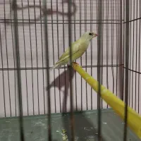 فنج گلدین  4ماه