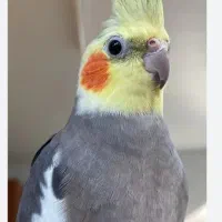 قبول واگذاری پرندگان شما