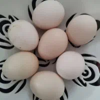 تخم مرغ