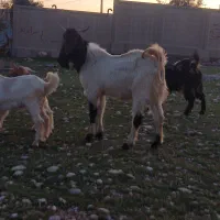 نر بز ژنژدی|حیوانات مزرعه|اندیمشک, |دیوار