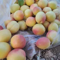 باغ حصار کشیده فروشی