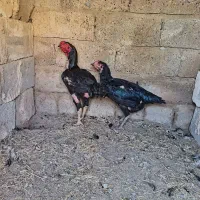 مرغ و خروس لاری اصیل|حیوانات مزرعه|گتوند, |دیوار