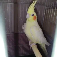 عروس هلندی ماده بالغ
