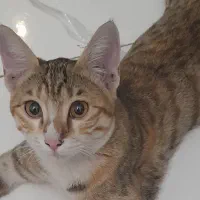 دوبچه گربه|گربه|اندیشه, اندیشه فاز ۱|دیوار