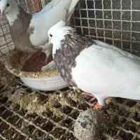 کبوتر رنگی|پرنده|مهر, |دیوار