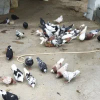 کبوتر پرشی|پرنده|چالوس, |دیوار