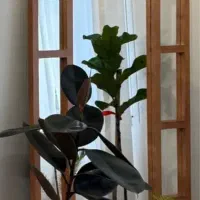 قاب واینه قدی گنبدی چوبی دفرمه