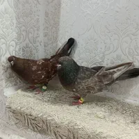 جفت کبوترکله ای تاپ