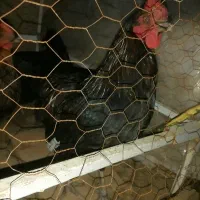 خروس نژاد سیاه