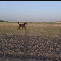 کره نریان|اسب و تجهیزات اسبسواری|صحنه, |دیوار