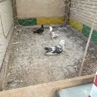 کفتر کبوتر|پرنده|فلاورجان, |دیوار