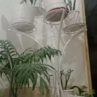 پایه گل|گل و گیاه طبیعی|پاکدشت, پارچین|دیوار