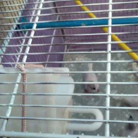 فنچ نو جوان سفید اشکی|پرنده|شاهین‌شهر, گرگاب|دیوار