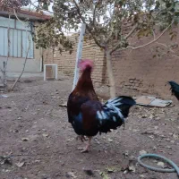 خروس سالم بزرگ