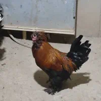 مرغ خروس|حیوانات مزرعه|محمدشهر, کوی بهار|دیوار