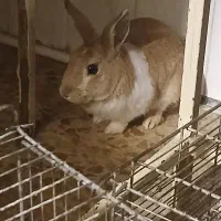 خرگوش|موش و خرگوش|اشتهارد, |دیوار