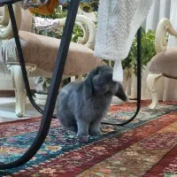 خرگوش هلندی نژاد لوپ