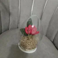 گل مصنوعی|گل مصنوعی|قرچک, میرزائی شمالی|دیوار