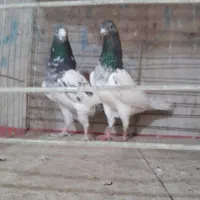 دو جفت کبوتر پرشی
