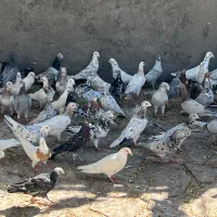 کبوتر|پرنده|سبزوار, توحیدشهر|دیوار