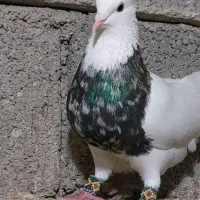 کبوتر طوقی نر بدون غلط خریدارم