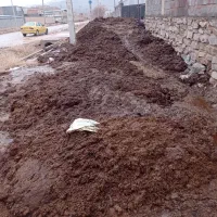 کودسوخته گاوی