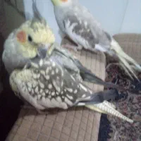 عروس هلندی|پرنده|سیرجان, |دیوار