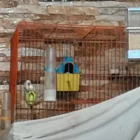 یک جفت فنچ خوشگل و سالم|پرنده|پاکدشت, پاکدشت (مامازند)|دیوار