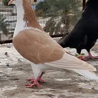 شهری زرد(ماده)