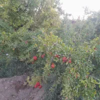 باغ انار جاده اصلی|فروش زمین و ملک کلنگی|سلفچگان, |دیوار