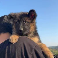 توله ژرمن شولاین اصیل|سگ|ساری, |دیوار