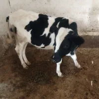 گاو گوساله فروشی