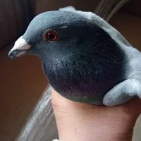 کبوترمسافتی آلمانی|پرنده|آمل, |دیوار