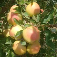 ۶۰ من باغ هلو و سیب|فروش دفتر صنعتی، کشاورزی، تجاری|مراغه, |دیوار