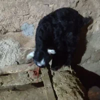 بز با برغاله|حیوانات مزرعه|دهگلان, |دیوار