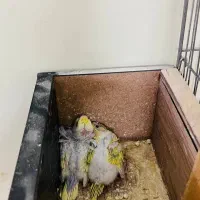 جفت مرغ عشق دوگُل با جوجه|پرنده|بندر ماهشهر, |دیوار